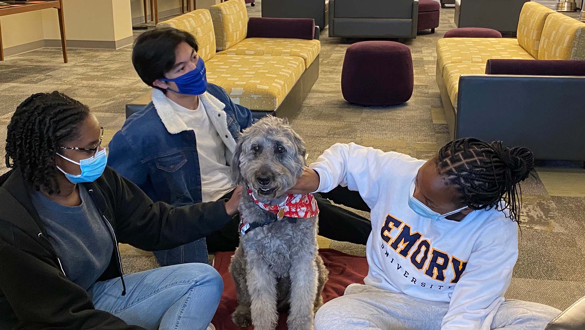 Sassy, a gray goldendoodle, helped students relax as they prepared for final exams.